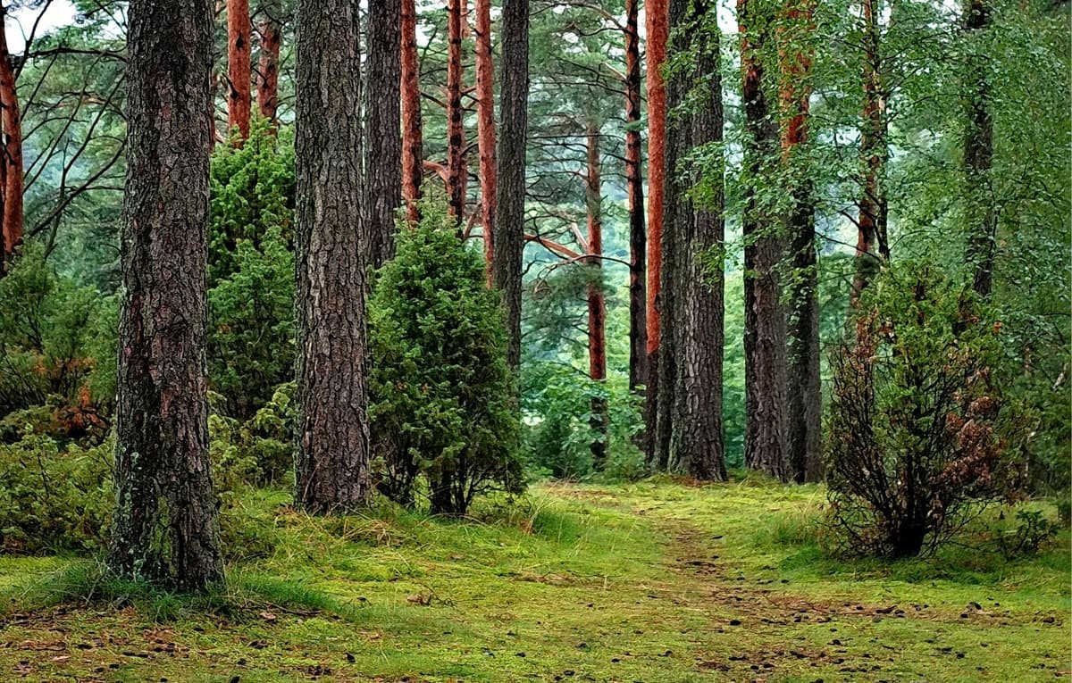 forest with a lot trees