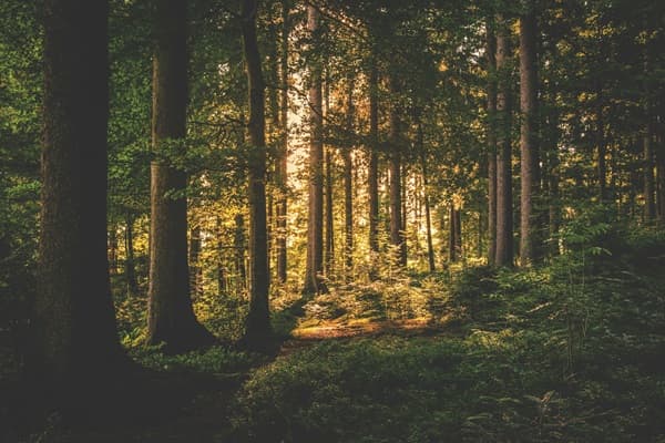 forest