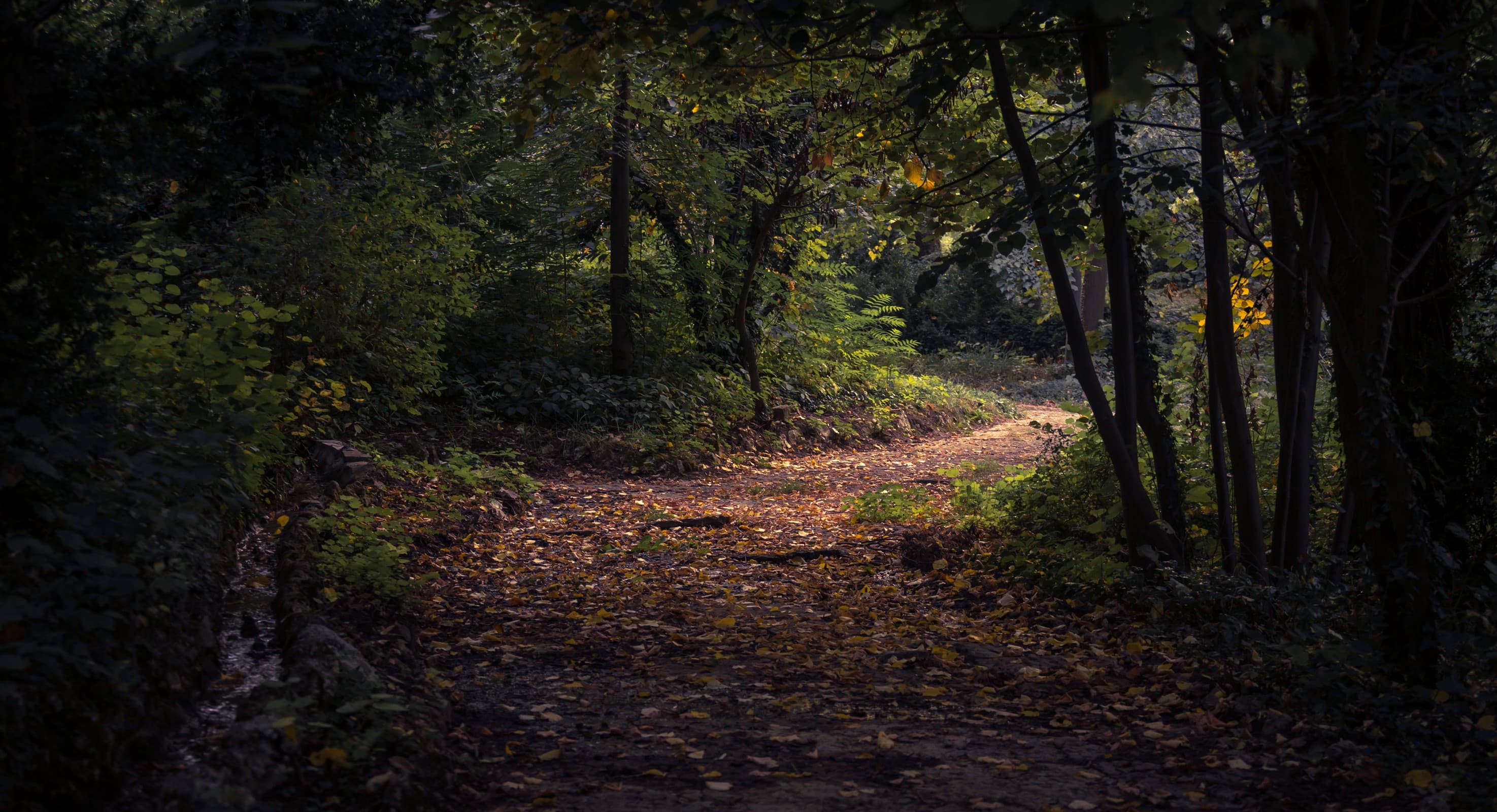 forest