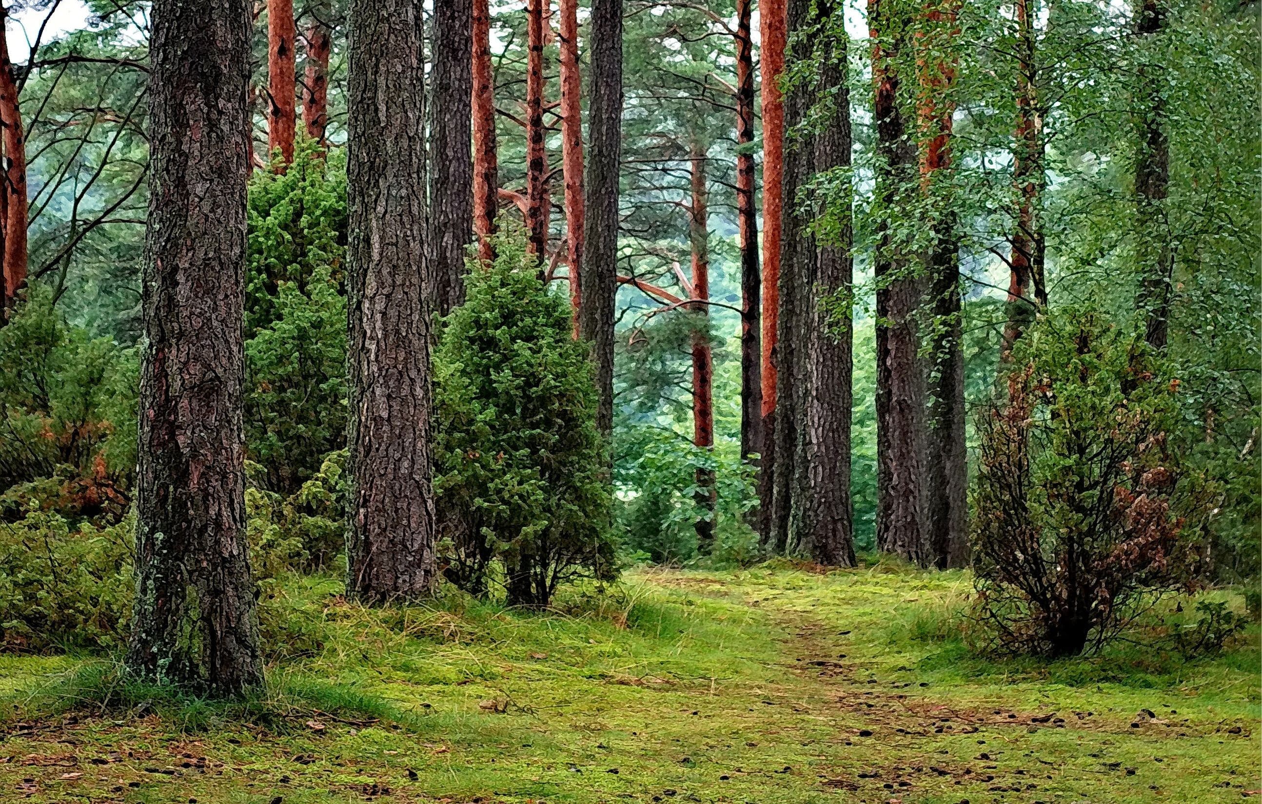 forest with a lot trees