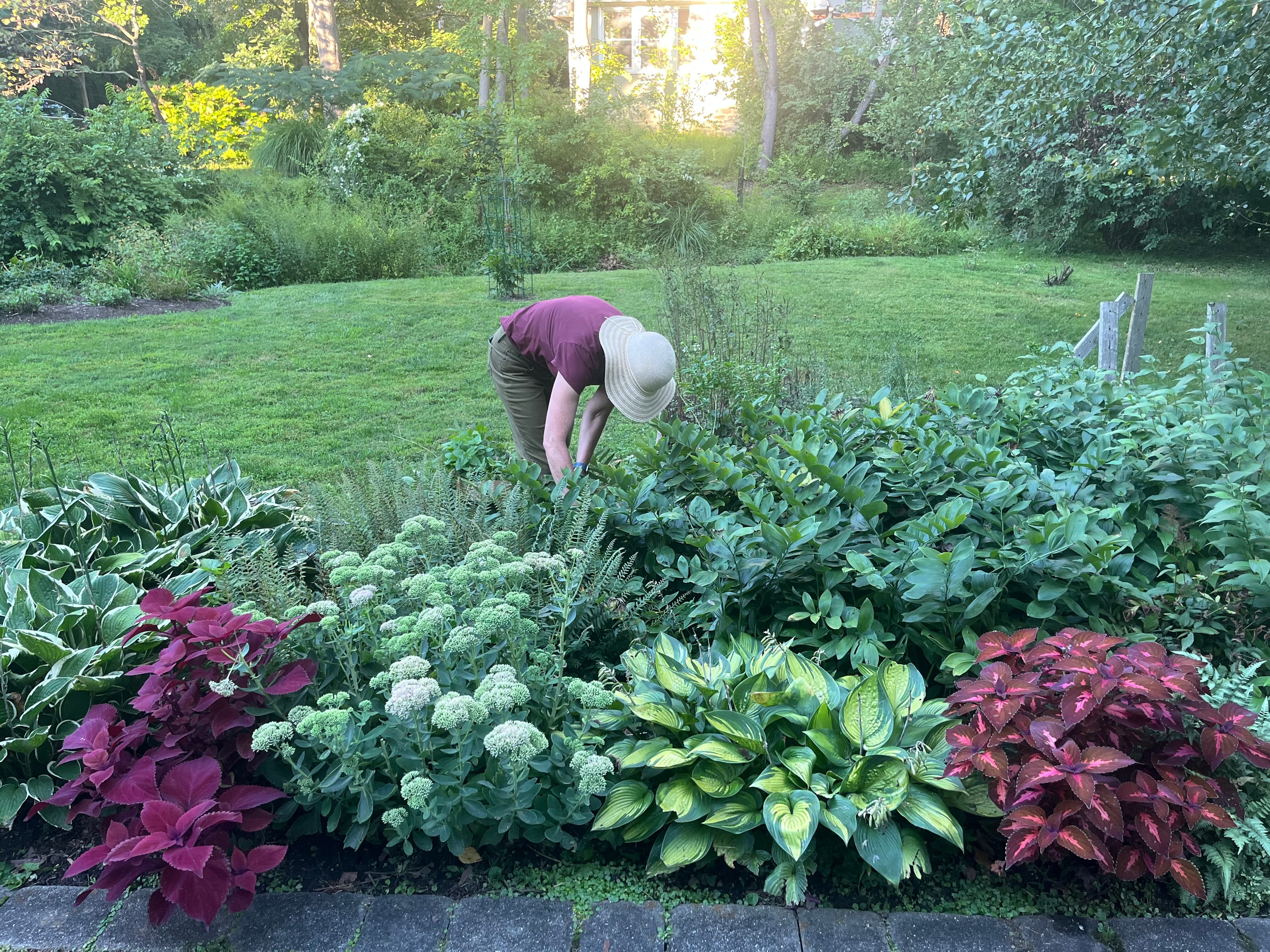 A person tends plants in a leafy garden beside a lawn.